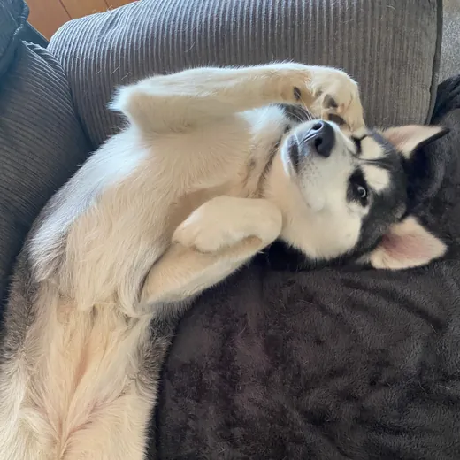 Frankie, a black and white husky, lying upside down on a couch with her paws in the air