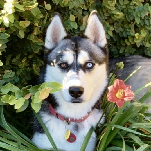 Lexa, a black and white Siberian husky with one blue eye and one brown eye, lying among green leaves