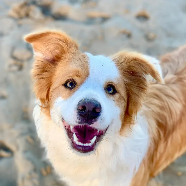 Rosie, a red and white border collie, smiling up at the camera on the sand