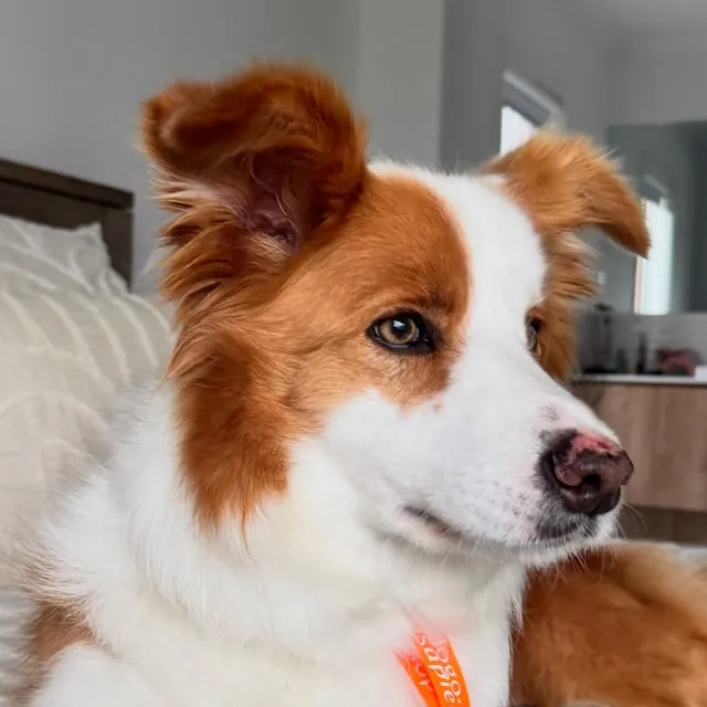 Rosie, a red and white border collie, lying on a bed and looking to the side