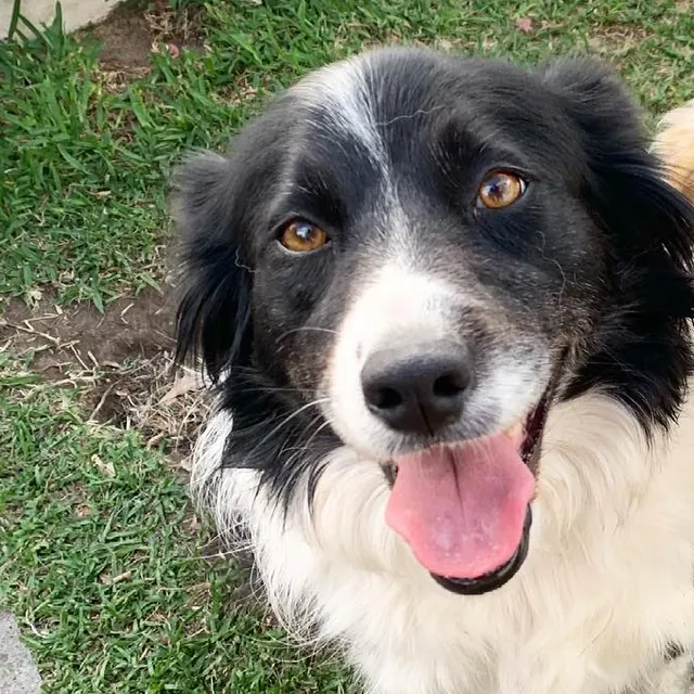 Sophie, a black and white border collie, smiling up at the camera on the grass