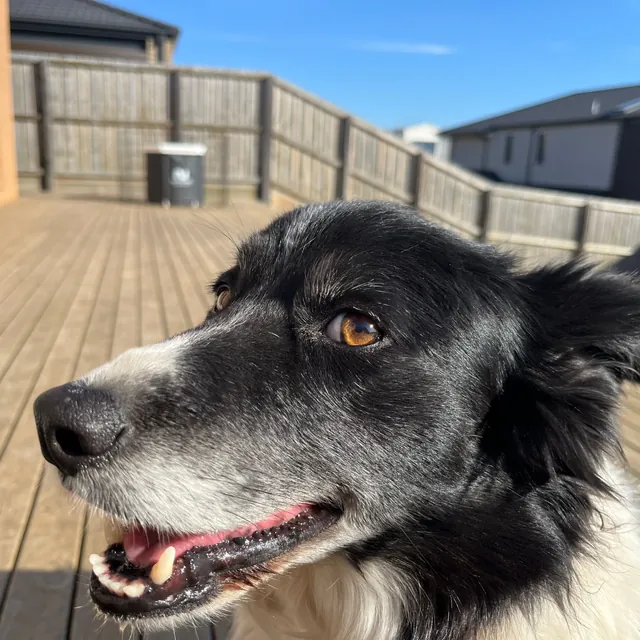 Sophie, a black and white border collie with a greying muzzle and amber eyes, smiling on a sunny deck