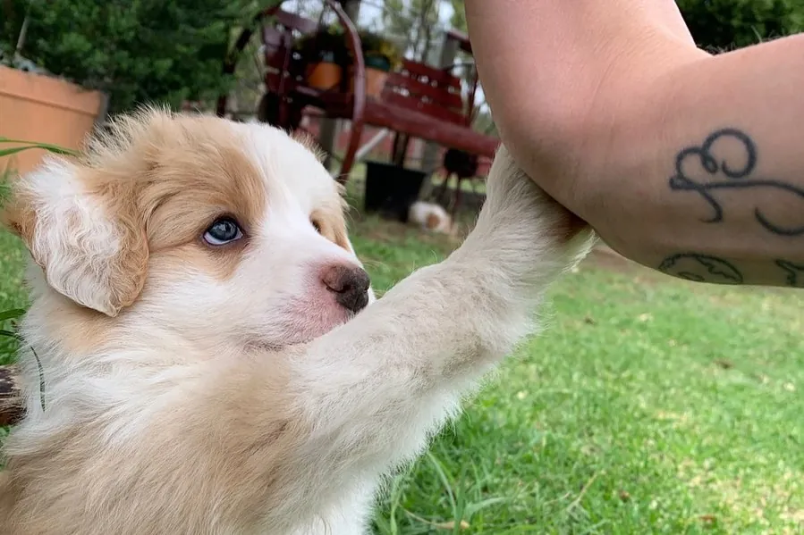 Rosie, a red and white border collie puppy at six weeks old, giving a high five