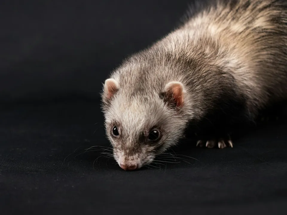 Pale ferret sniffing along a dark floor