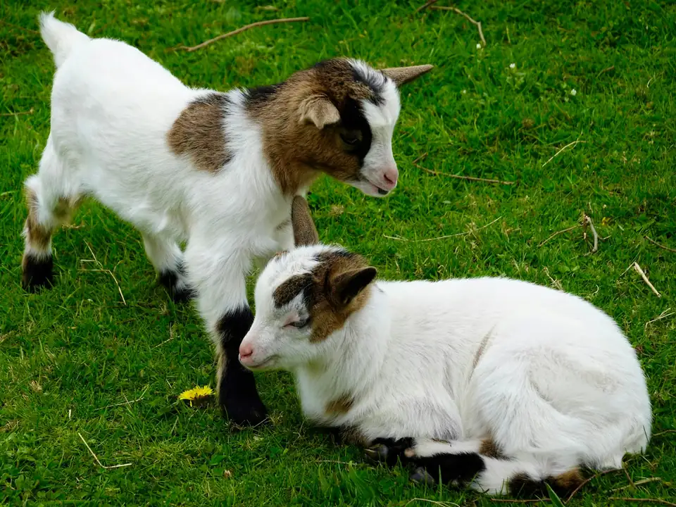 Two goat kids on the grass, one lying down