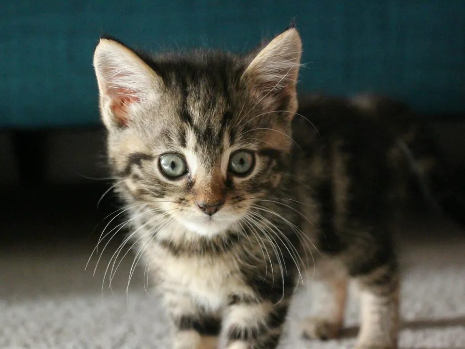 Grey tabby kitten walking across a carpet