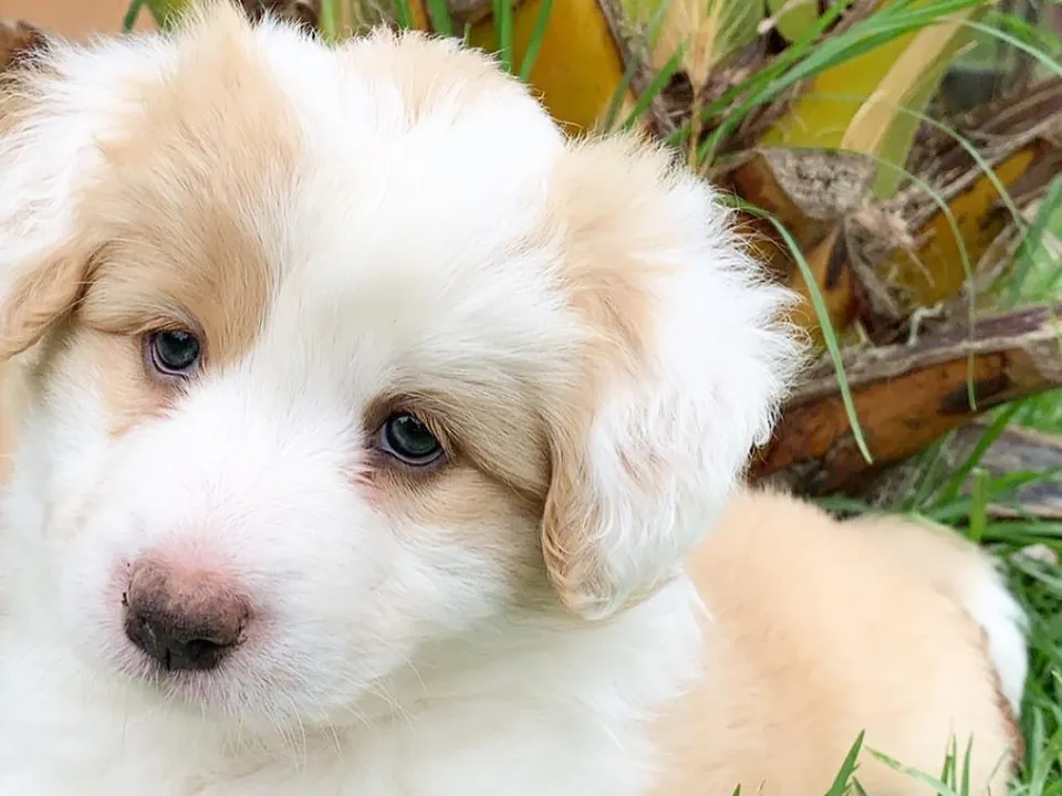 Red and white border collie puppy lying on the grass