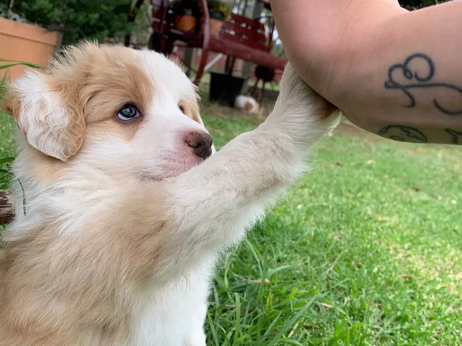 Rosie, a red and white border collie puppy at six weeks old, giving a high five